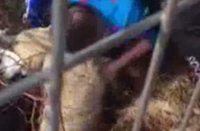 caine_salvat_30449900